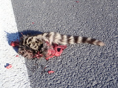 Genetta genetta genetta