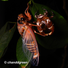 Cryptotympana mandarina