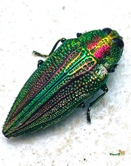 Evides elegans