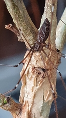 Smeringopus pallidus