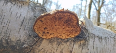 Fomitopsis betulina