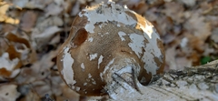 Fomitopsis betulina