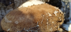 Fomitopsis betulina