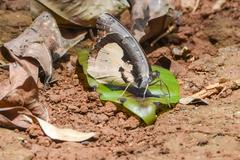 Euriphene gambiae