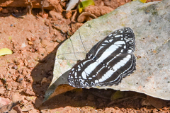 Pseudoneptis bugandensis