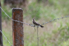 Stelgidopteryx ruficollis