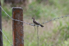 Stelgidopteryx ruficollis