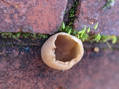 Peziza vesiculosa
