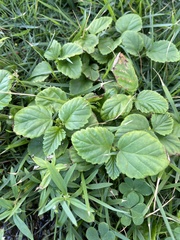 Malvastrum coromandelianum