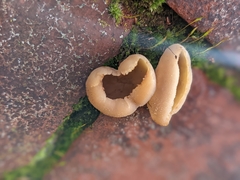 Peziza vesiculosa