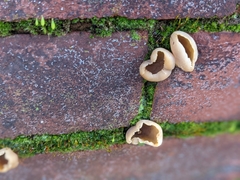 Peziza vesiculosa