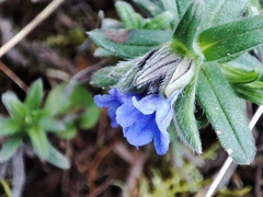 Glandora diffusa