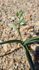 Albuca stapffii