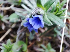 Glandora diffusa