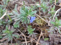 Glandora diffusa
