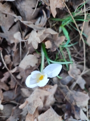 Crocus carpetanus