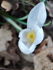 Crocus carpetanus