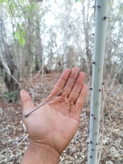 Ampelocissus acapulcensis