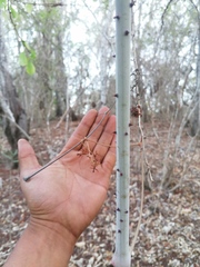 Ampelocissus acapulcensis