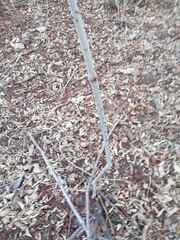 Ampelocissus acapulcensis