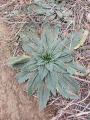 Plantago serraria