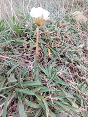 Armeria pseudarmeria