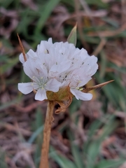 Armeria pseudarmeria