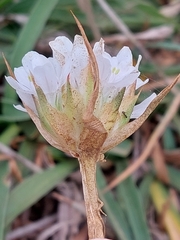 Armeria pseudarmeria