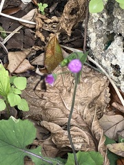 Emilia sonchifolia image
