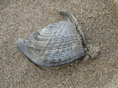 Zirfaea crispata