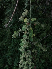 Salpianthus purpurascens