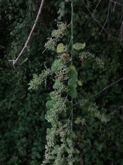 Salpianthus purpurascens
