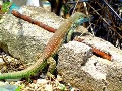 Giant Whiptail photo 3