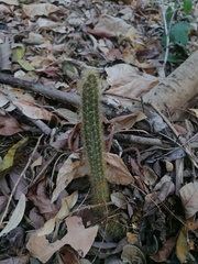 Acanthocereus hesperius