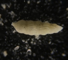 Uvigerina peregrina