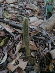 Acanthocereus hesperius