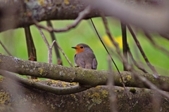 Erithacus rubecula