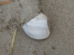 Zirfaea crispata