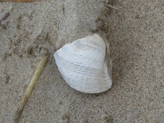 Zirfaea crispata