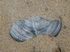 Zirfaea crispata