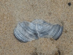 Zirfaea crispata