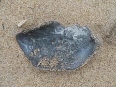 Zirfaea crispata