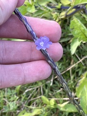 Stachytarpheta jamaicensis