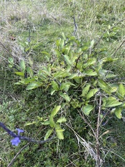 Stachytarpheta jamaicensis