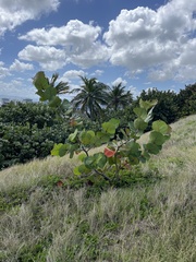 Coccoloba uvifera