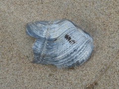 Zirfaea crispata