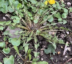 Taraxacum baeckiiforme