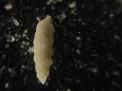 Uvigerina peregrina