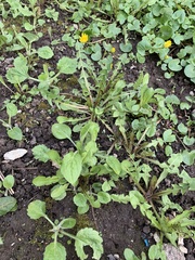 Taraxacum baeckiiforme