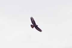 Buteo buteo